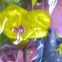 composizioni con fantasy flowers