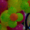 ingresso tweety